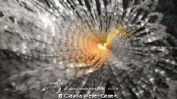 dancing feather worm ... by Claudia Weber-Gebert 